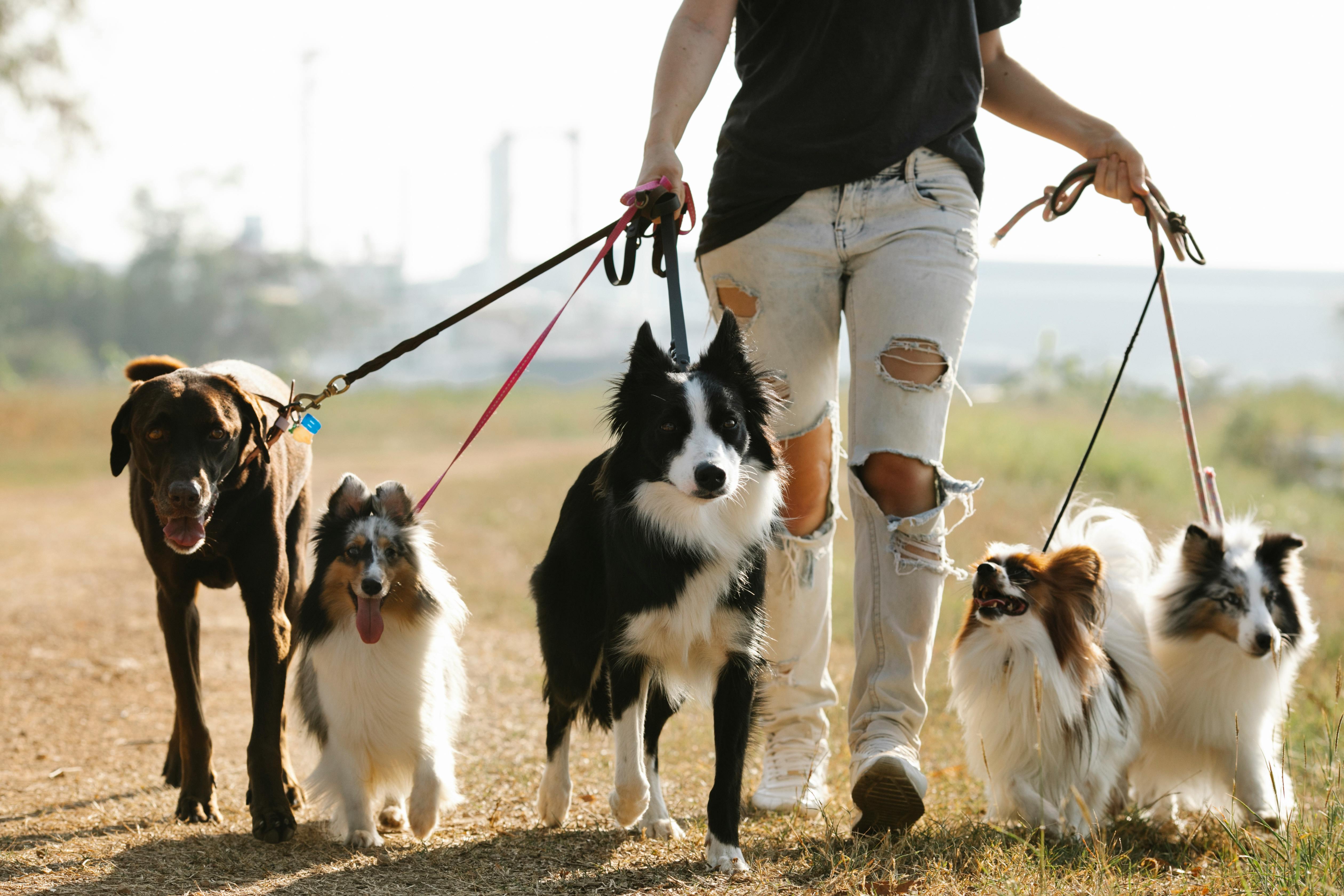 Pet Care Services